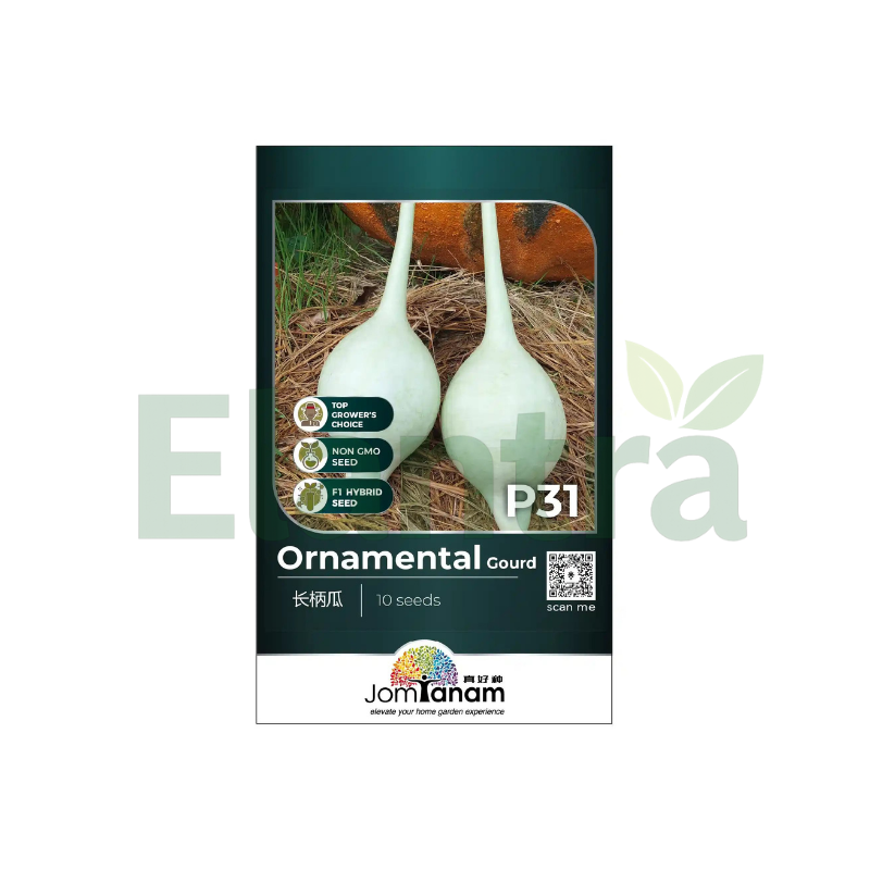 P31 ORNAMENTAL GOURD